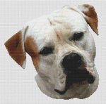 (image for) American Bulldog